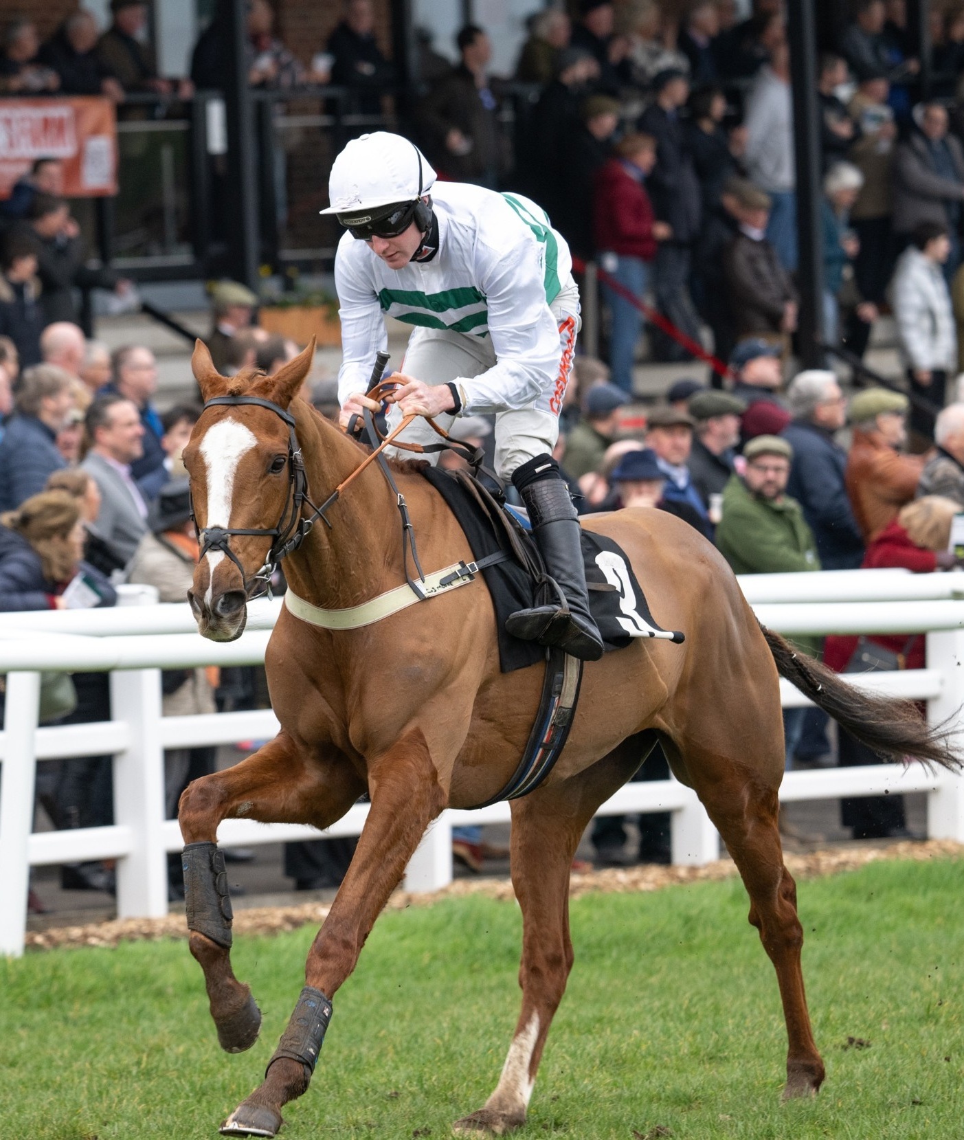 Thoroughbred