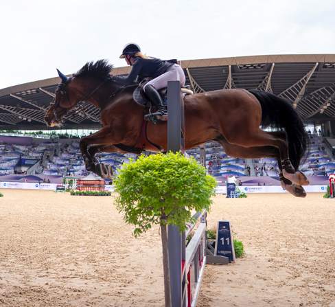 Sports horse