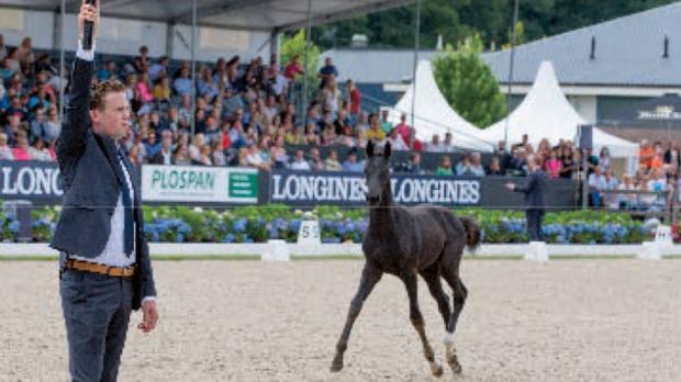 Buying a horse at auction