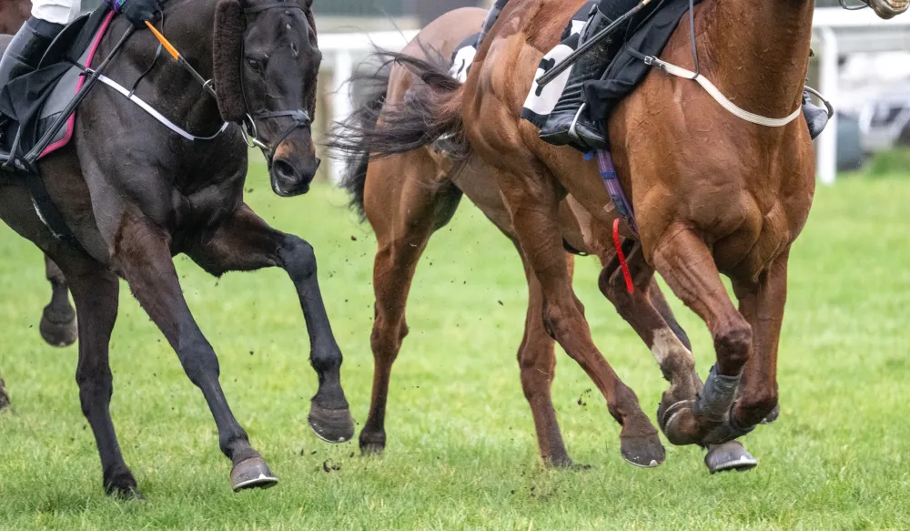 Thoroughbred Thoroughbred