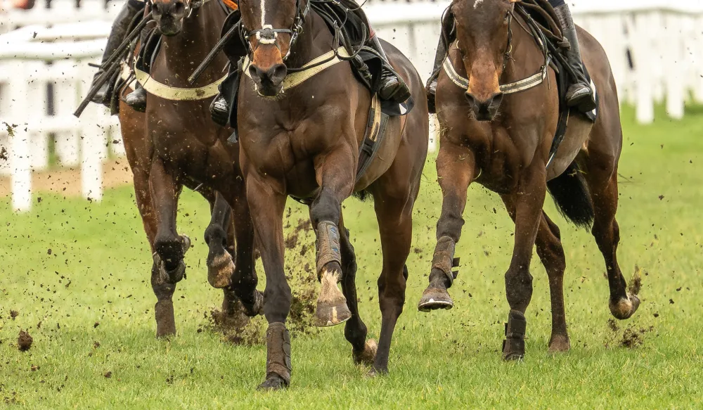Thoroughbreds Thoroughbreds
